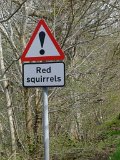 redsquirrels!_R0237