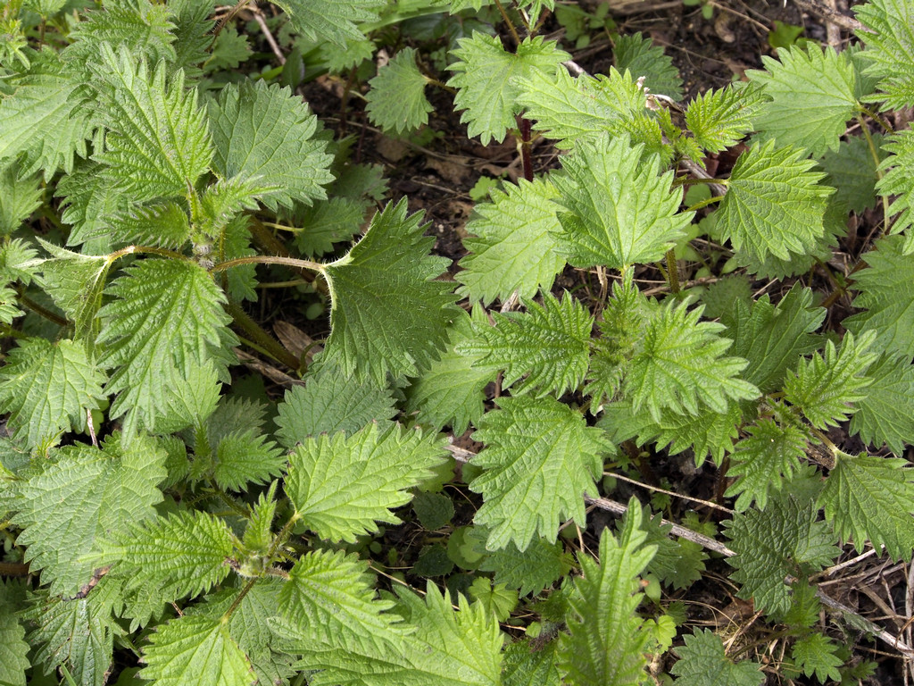 nettles_0066.jpg - Scottish nettles are different than ours, shorter with smaller leaves but you find nettle tea served everywhere, even at our guest house.