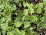 nettles_0066