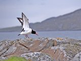 oystercatcher_0272a