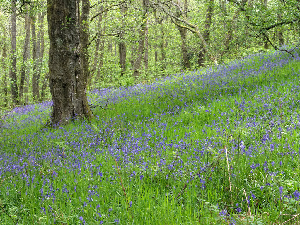 LochLommond_0920_DxO.jpg - bluebells