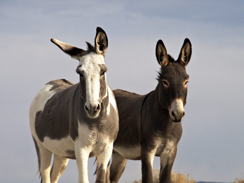 burros362.jpg - Leader of the herd on the left looks to be half horse.