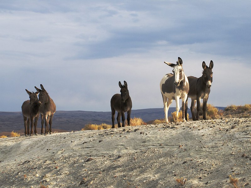 burros364b.jpg - Wild burros.