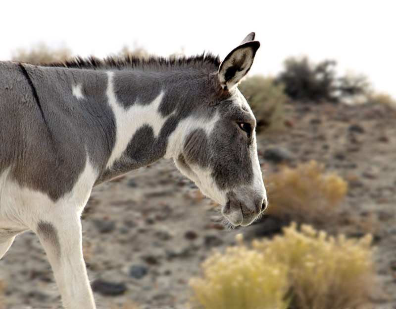 burros372.jpg - Photos taken using Olympus E510 with 14~42mm or 40~150mm kit lenses. Also OM4t  mostly with 18mm/3.5 but a few with 16mm/3.5. Reala100 and Pro160s