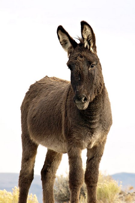 burros373.jpg - Wild burro